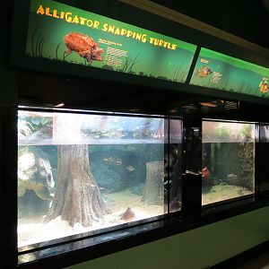 Alligator Snapping Turtle, Black Crappie, and White Crappie Exhibit