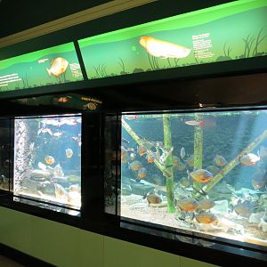 Red-bellied Piranha and Silver Arowana Exhibit