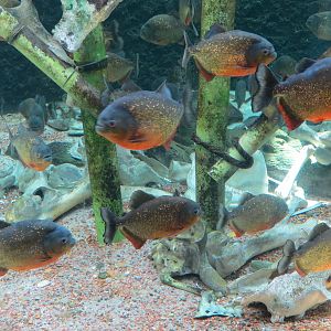 Red-bellied Piranha and Silver Arowana Exhibit