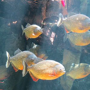 Red-bellied Piranha and Silver Arowana Exhibit