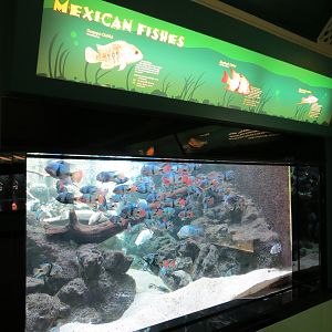 Mexican Fishes Exhibit