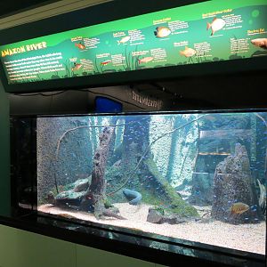 Amazon River Exhibit