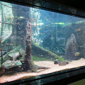 Amazon River Exhibit