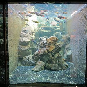 Lake Victoria Cichlid Exhibit