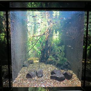 Australian Rainbow, Lungfish, and Freshwater Prawn Exhibit