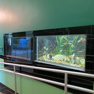 Charco Palma Pupfish and Texas Blind Salamander Exhibits