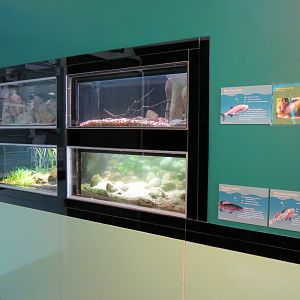 American Flag-fish, Blind Cavefish, Rainbow Darter, and Pygmy Sunfish Exhib