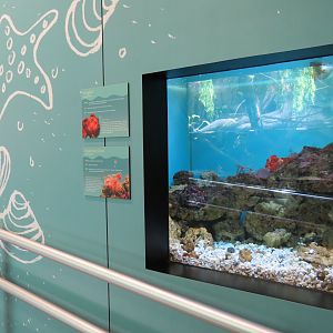 Frogfish and Mushroom Coral Exhibit
