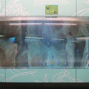 Damselfish Exhibit