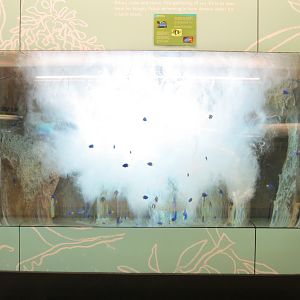 Damselfish Exhibit