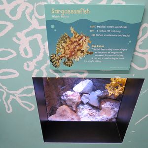 Sargassumfish Exhibit