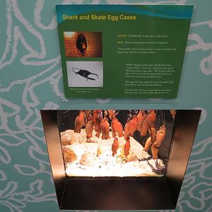 Shark and Skate Eggcases Exhibit
