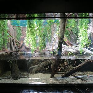 Asian Saltwater Marsh Exhibit