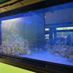 Spiny Lobster and Others Exhibit