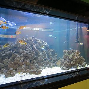 Caribbean Corals Exhibit