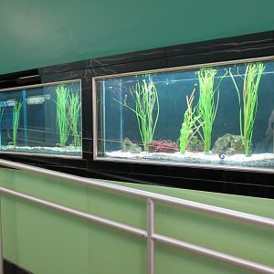 Yellow Seahorse and Pacific Seahorse Exhibits