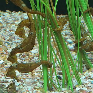 Yellow Seahorse Exhibit