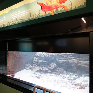 Walking Batfish Exhibit
