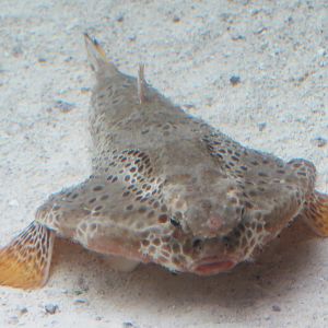 Walking Batfish Exhibit