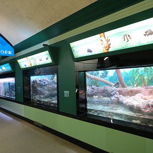 Rhinoceros Iguana, Coconut Crab, and Others Exhibit