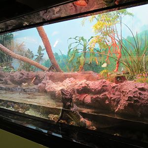 Rhinoceros Iguana, Coconut Crab, and Others Exhibit