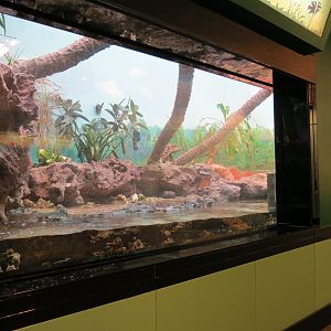 Rhinoceros Iguana, Coconut Crab, and Others Exhibit
