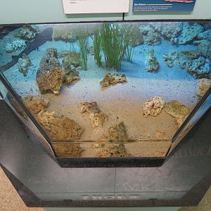 Coral Catshark and Ornate Wobbegong Shark Exhibit