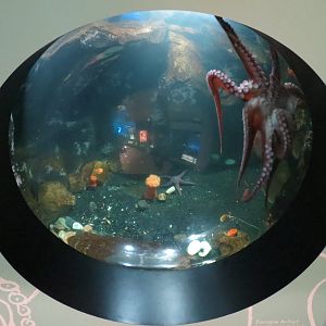 Giant Pacific Octopus Exhibit