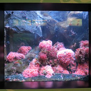 Squat Lobster and Strawberry Anemone Exhibit