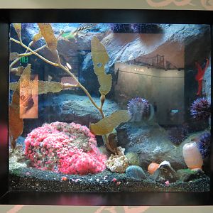 Sea Pen and Feather Duster Sea Worm Exhibit