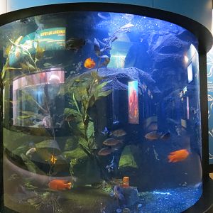 Wolf Eel and Others Exhibit