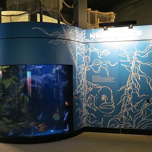 Wolf Eel and Others Exhibit