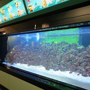 Indo-Pacific Reef Exhibit