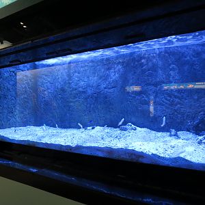 Yellowhead Jawfish and Blue Reef Chromis Exhibit