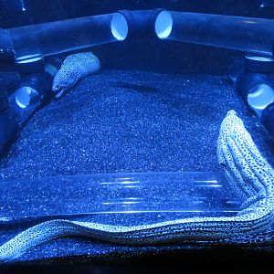 Laced Moray Exhibit