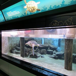 Hawksbill Sea Turtle Exhibit