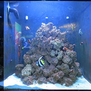 Animal Partners Exhibit