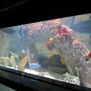 Sea Of Cortez Exhibit