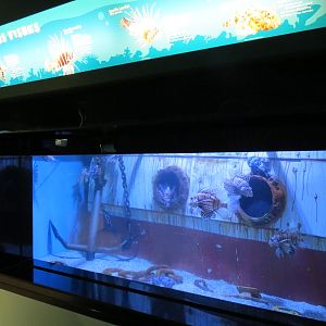 Venomous Fishes Exhibit