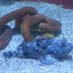 Venomous Fishes Exhibit - Spotted Scorpionfish