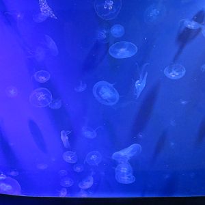 Moon Jelly Exhibit