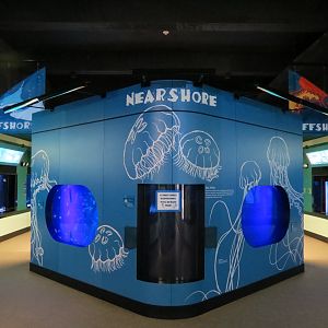 Moon Jelly, Empty, and Atlantic Sea Nettle Exhibits