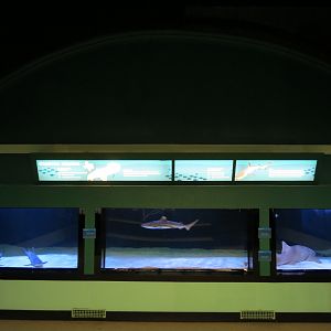 Coastal Sharks Exhibit