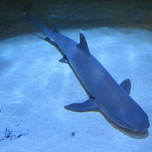 Coastal Sharks Exhibit