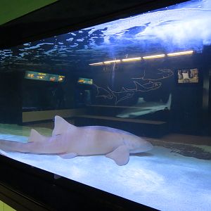 Coastal Sharks Exhibit - Nurse Shark