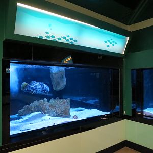 Queensland Grouper and Florida Pompano Exhibit