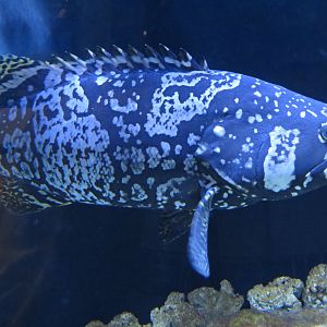 Queensland Grouper and Florida Pompano Exhibit