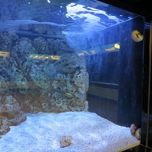 Chambered Nautilus and Pinecone Fish Exhibit
