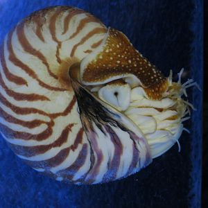 Chambered Nautilus and Pinecone Fish Exhibit
