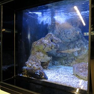 American Lobster Exhibit